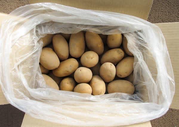 ピルカって 綺麗じゃん 菜園 穏風 無農薬 無化学肥料 不耕起栽培で野菜作りに挑戦