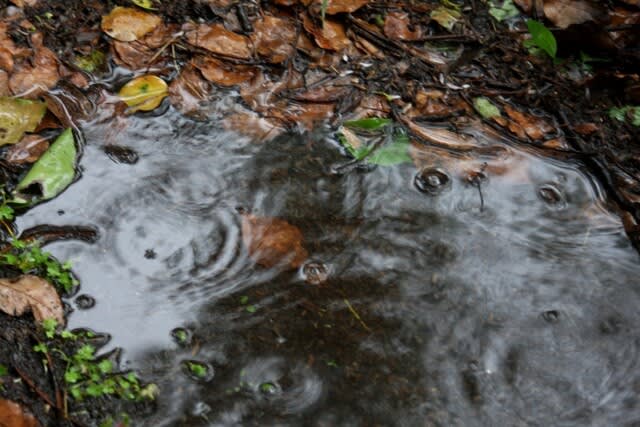みみずのたわごと 九州脊梁山地 ヤマメ幻釣譚 90 森の空想ブログ みみずのたわごと 九州脊梁山地 ヤマメ幻釣譚 90 森の空想ブログ
