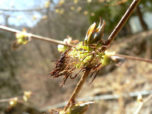 フサザクラ（房桜）の花後