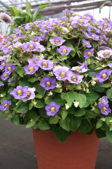 エキザカム 別名 ベニヒメリンドウ Tami の 玉手箱