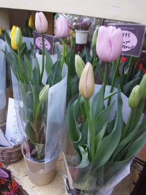 12年2月のブログ記事一覧 Chaka With Webfriends Blog