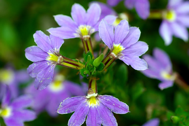 ブルー ファン フラワー Scaevola Aemula Flower Photograph