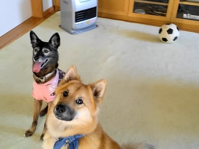 公園の ボールが怖い 風愛ちゃんだ 雑種犬 風 ふう のひとりごと