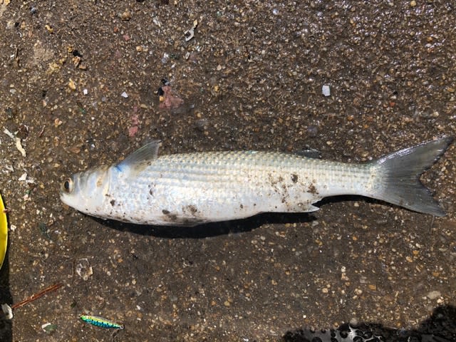 碧南海釣り広場 ボラとサッパ キースオジンq日記 碧南海釣り広場 ボラとサッパ キースオジンq日記