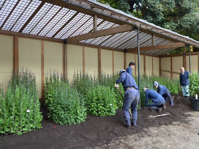 江戸菊花壇