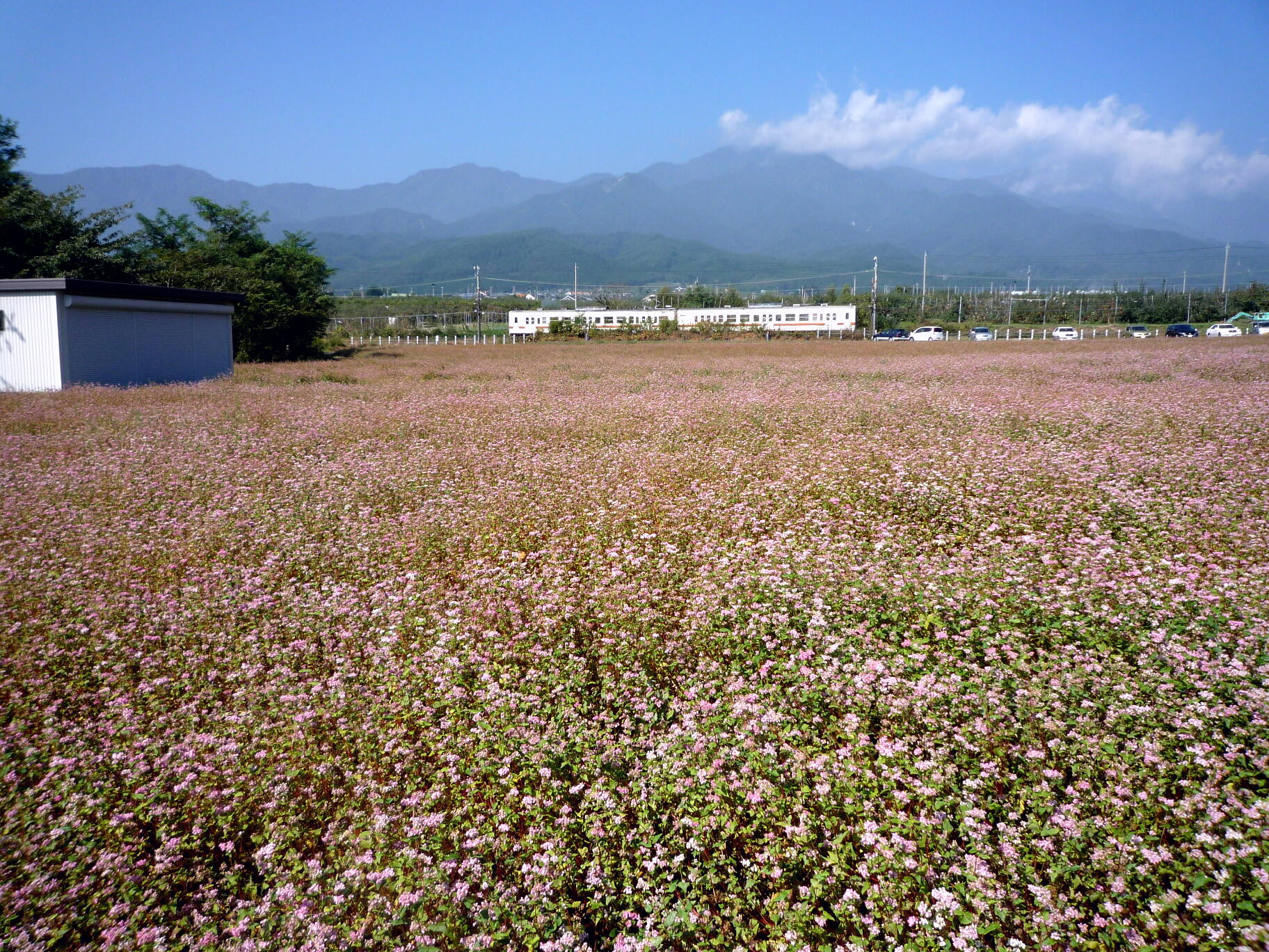 赤蕎麦　　Ⅲの画像