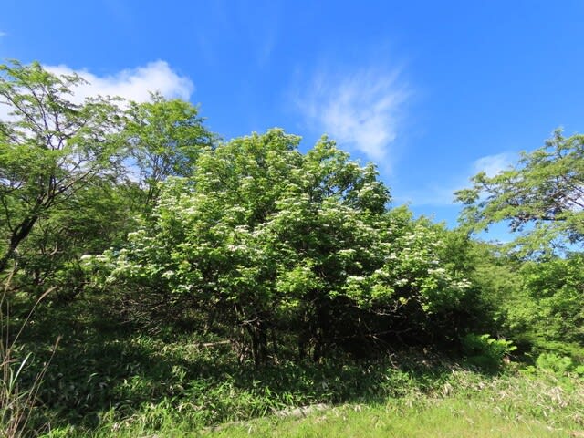 高ボッチ高原・鉢伏山の植物　カンボク（肝木）