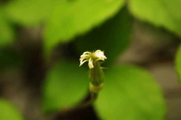 花弁が落ちた半鐘蔓