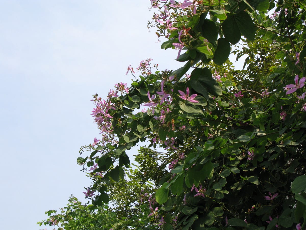 南国のピンク色の花 タイ バンコクの風景写真 ケーイー ソリューションズ株式会社 岡島芳明 ブログ
