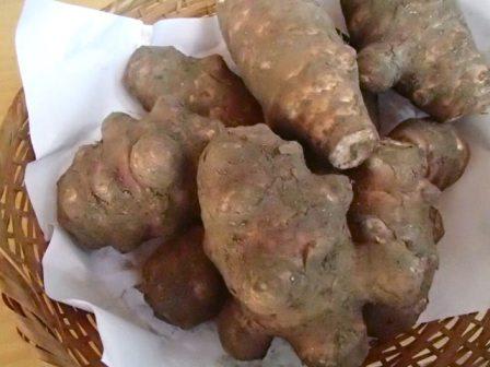 赤菊芋 フランス原産種 の通販 神奈川県 北丹沢の麓 高城商店 笑顔と健康はキクイモから ブログ 菊芋 生産 通販 販売 全国発送