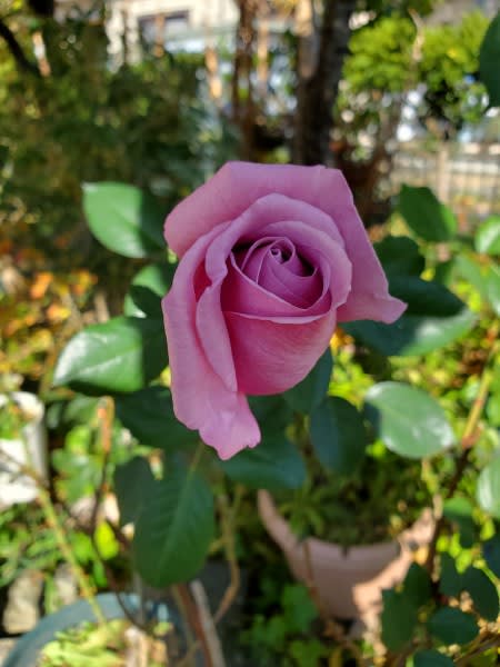 蕾の美しいピンクのバラ - 四季彩ガーデンにようこそ