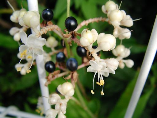 ヤブミョウガ 藪茗荷 の花 実 ダッペの悠友ライフ