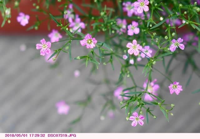 ジプソフィラ ムラリス 霞草 庭の花 都内散歩 散歩と写真