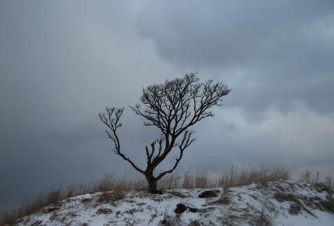 寒空に踊る木
