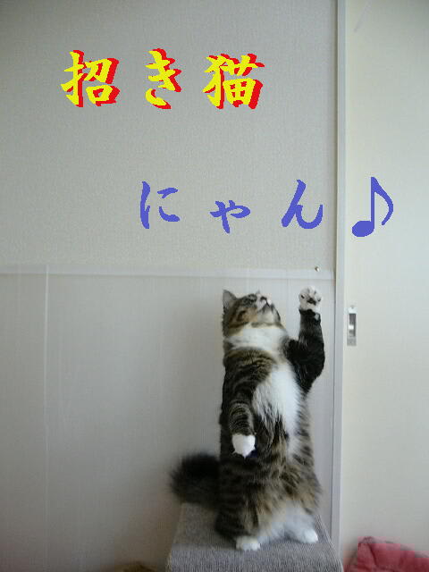 本物の招き猫! ヾ(@^▽^@)ノ - ☆ Muu &my life ☆ 本物の招き猫! ヾ(@^▽^@)ノ - ☆ Muu &my life ☆