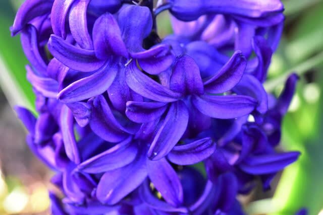 我が家の庭の花 ヒヤシンス スイセン チェンジングカラー ユスラウメ ムスカリ他 Shuの花日記