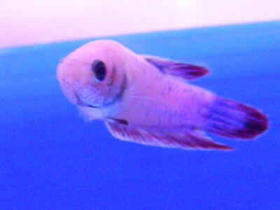 ベタ ピンク アクアウィズのオススメ 熱帯魚
