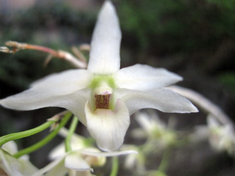 キバナノセッコク『神衣』の花 - 蘭の国から