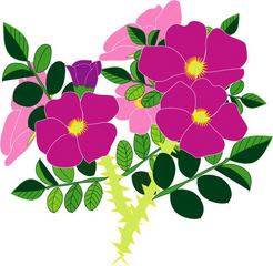 Yosigamoイラスト チョット頑張った ハマナスの花 Yosigamo Sakura の いけ花ガーデニング 緑 風 陽 と 花イラスト
