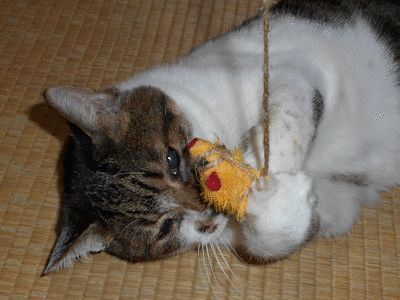 猫 のブログ記事一覧 猫と田舎の風景と