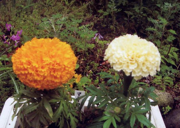 マリーゴールド ワビスケ ユキヤナギ アネモネ 我が家の庭の花