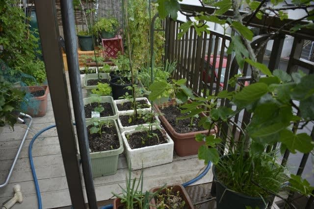 ベランダ菜園 夏野菜栽培スタート 小さな庭とベランダ菜園の楽しみ I Enjoy Gardening And Growing Vegetables