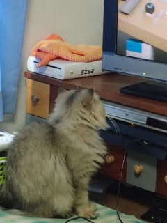 テレビを見る猫 猫のチンチラと楽しい生活