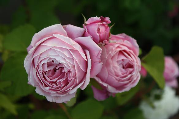 お洒落で綺麗な薔薇 シャンテ ロゼ ミサト デルバール 薔薇 ハンドメイド 大好きな時間