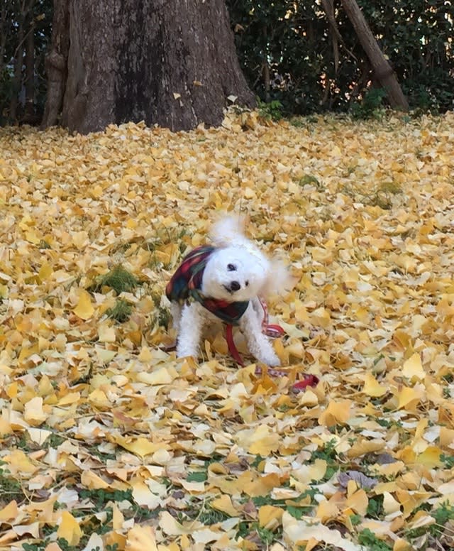 頭を振る犬 トイプードルのミルビビ日記