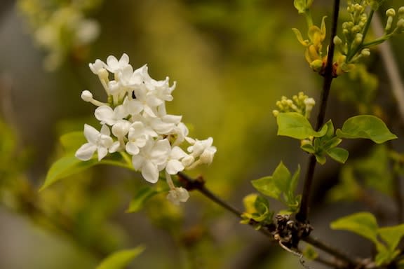 今年も咲き始めた白花のライラック 京都園芸倶楽部のブログ