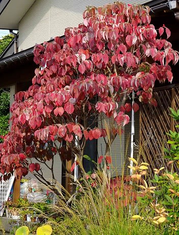 庭木の紅黄葉 ２ ハナミズキ Koba の庭 春夏秋冬