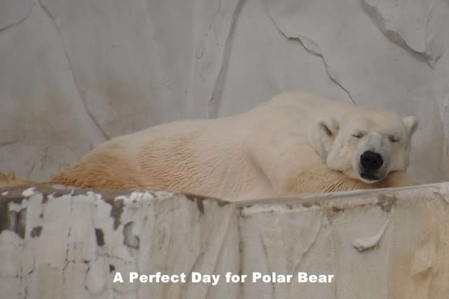 東山動物園 のブログ記事一覧 シロクマ日和 A Perfect Day For Polar Bear