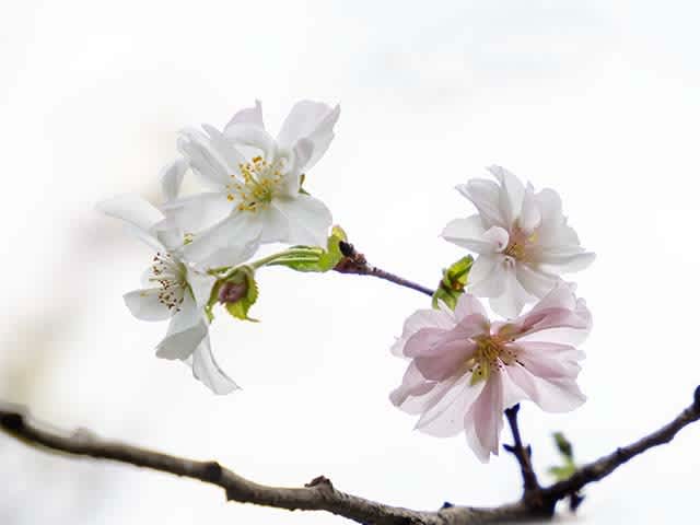十月桜が満開を続けてます Photo散歩