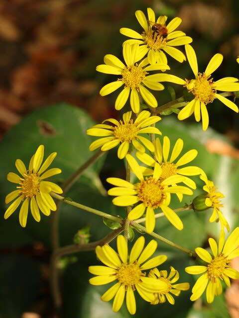 秋から冬にかけてどこでもみかける黄色い花 ツワブキ 秋の花 野の花 庭の花