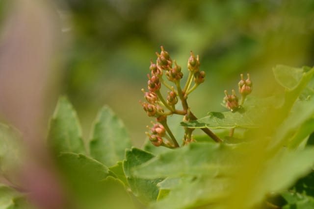 サンショウ サルトリイバラの花 行く川の流れ サンショウ サルトリイバラの花 行く川の流れ