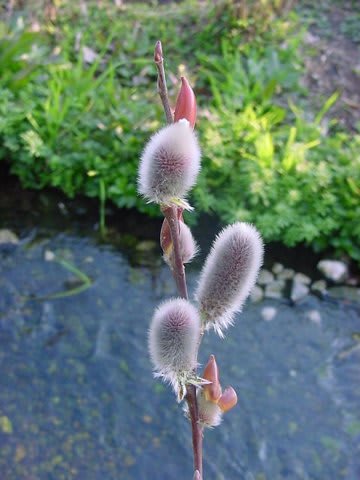 猫柳 緑道の花 goro s 花 diary 猫柳 緑道の花 goro s 花 diary