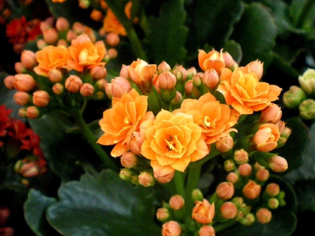 カラフルな カランコエ 八重 一重 地味な 唐印 永和の 花ある記 歩