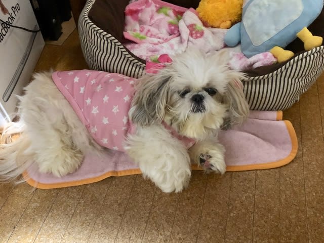 毛玉取りは 毛玉取りでも なわけで 負けんけんのぅ 中年じゅごん With シーズーむすめ 大海に遊ぶ