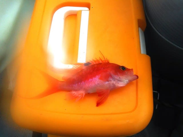 綺麗な魚が釣れました 桜鯛のオス 性転換後 拓栄建設株式会社 社長のブログ