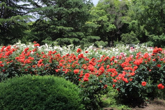 京都府立植物園のバラが満開ですよ 京都園芸倶楽部のブログ