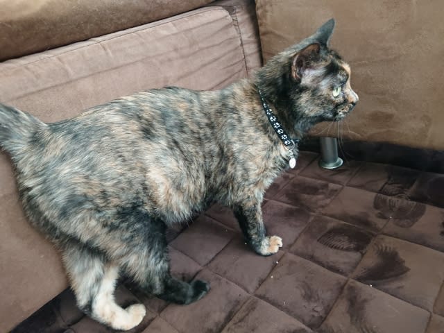 ちゅっち半年 w r b s 愛猫たち ちゅっち半年 w r b s 愛猫たち