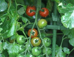 トマト栽培日記 １１ ミニトマトが色付き始めた 熟年の文化徒然雑記帳
