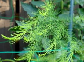 アスパラガスは葉で光合成せずに茎で光合成する 加薬飯