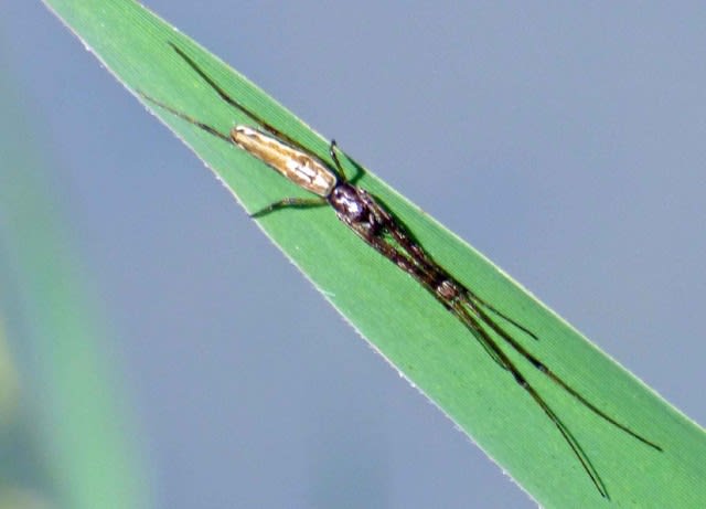 葉にカモフラージュするクモ ヤサガタアシナガグモ 優形脚長蜘蛛 温泉ドラえもんのブログ