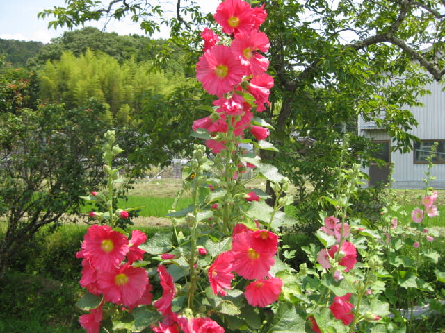 Photo_2 Photo_2