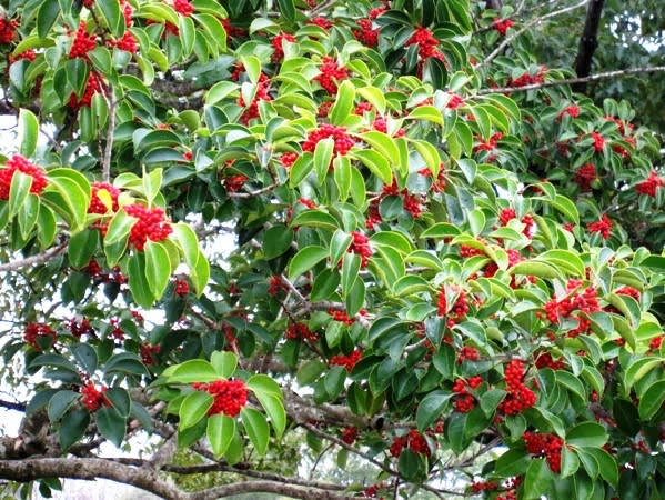 クロガネモチ 黒鉄黐 花は地味でも冬の赤い実が存在感を誇示 く にゃん雑記帳