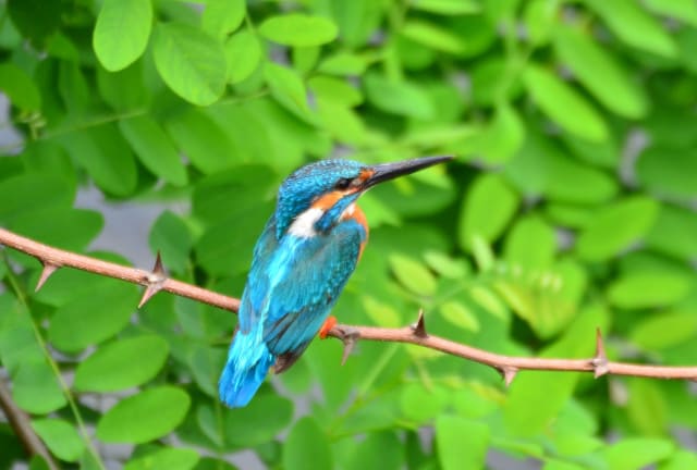 6月のカワセミ - 行く川の流れ