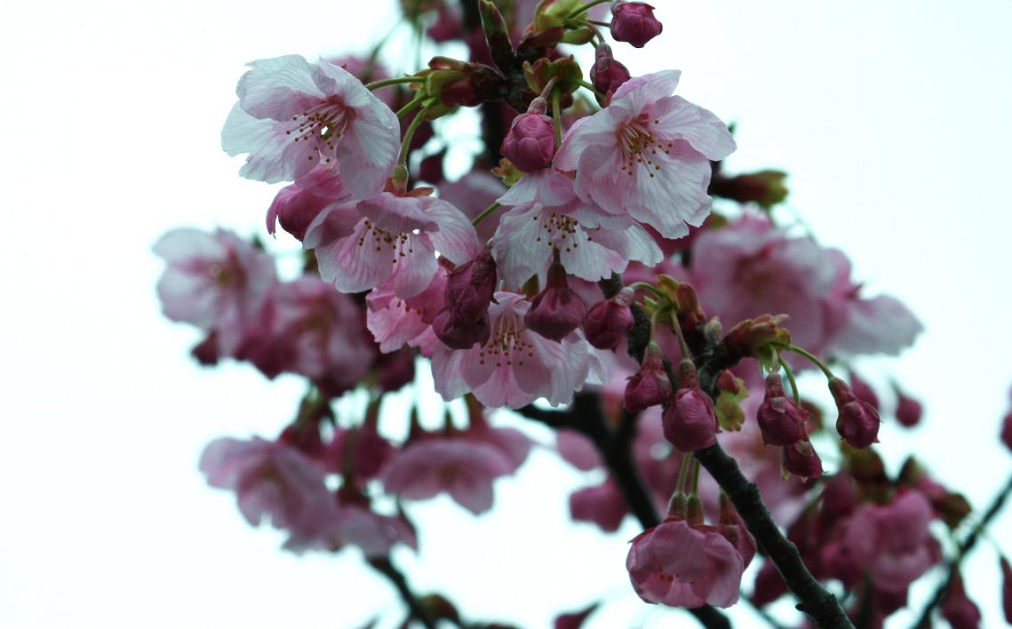 彼岸桜の開花の画像