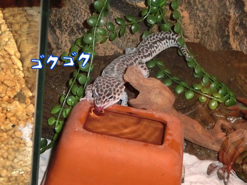 ユキちゃんの舌 ジュンタクのツノレパフクラ飼育日記