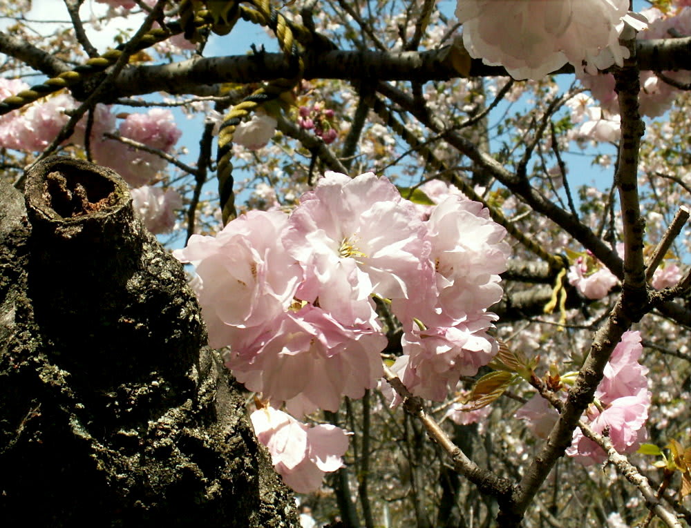 薄いピンクのあでやかな桜 糸くくり 花の公園 俳句 ｉｎｇ
